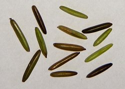 Schwarzer kanadischer Wasserreis - Wildreis